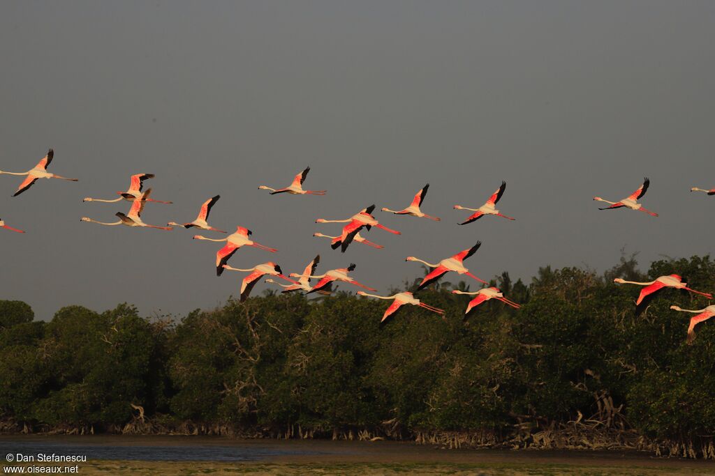 Greater Flamingoadult, Flight