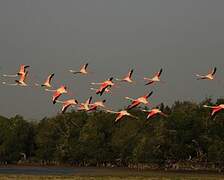 Flamant rose