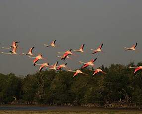 Flamant rose