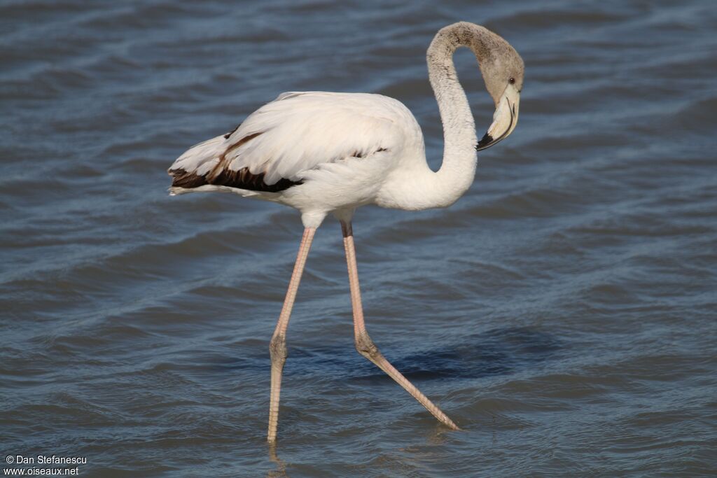 Greater Flamingoimmature