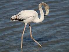 Greater Flamingo