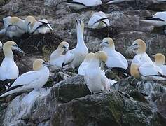 Northern Gannet