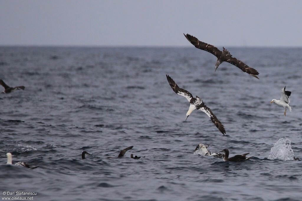 Fou de Bassanimmature, Vol, pêche/chasse