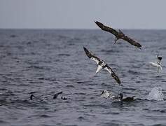 Northern Gannet