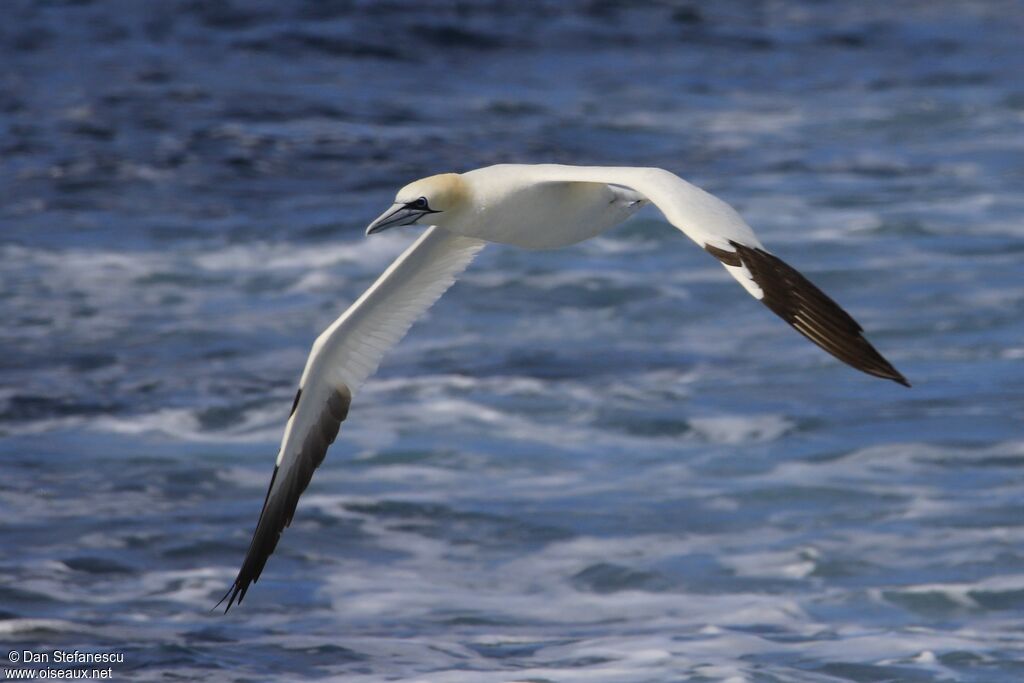 Northern Gannetadult, Flight