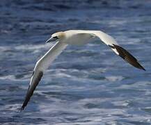 Northern Gannet