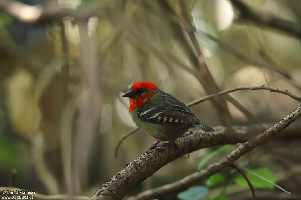 Mauritius Fody male adult