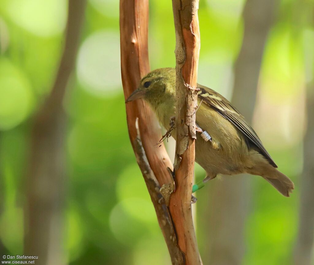 Mauritius Fody female adult