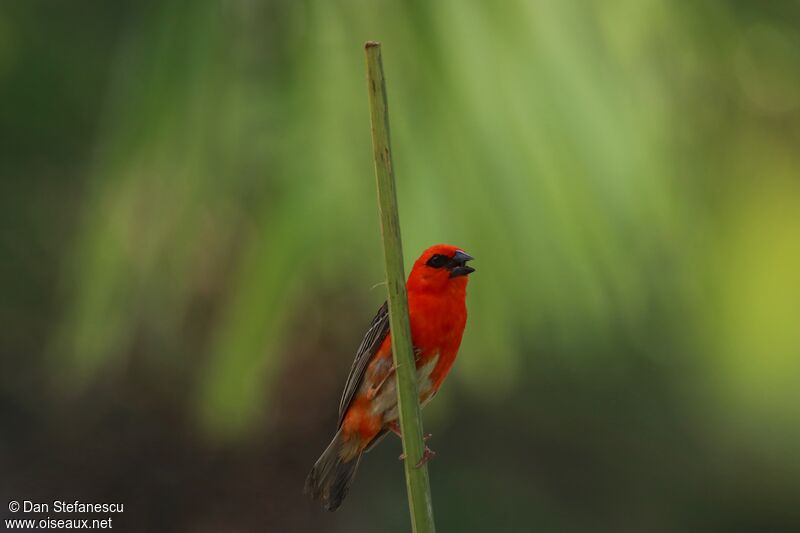 Red Fody male adult