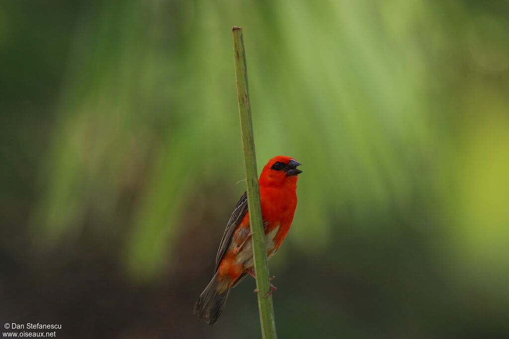 Red Fody male adult