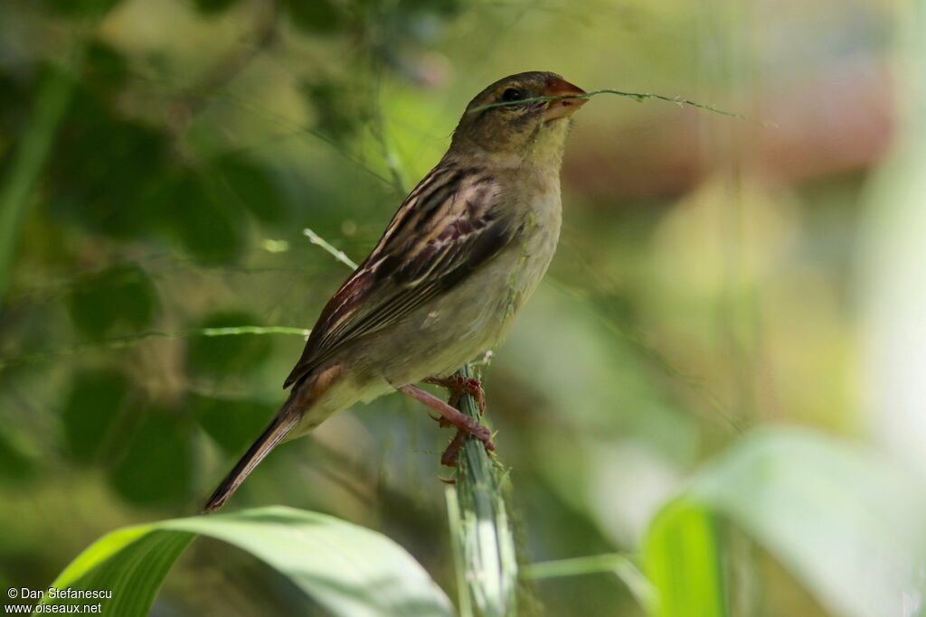 Red Fody female adult