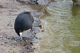 Red-knobbed Coot