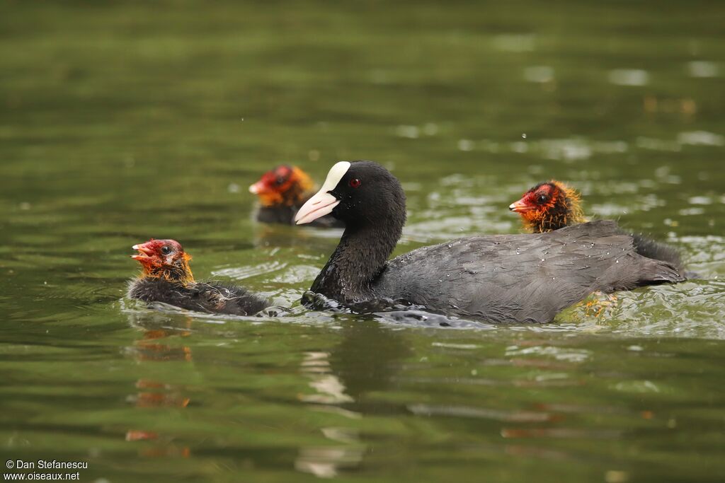 Eurasian Coot, swimming