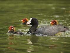 Eurasian Coot