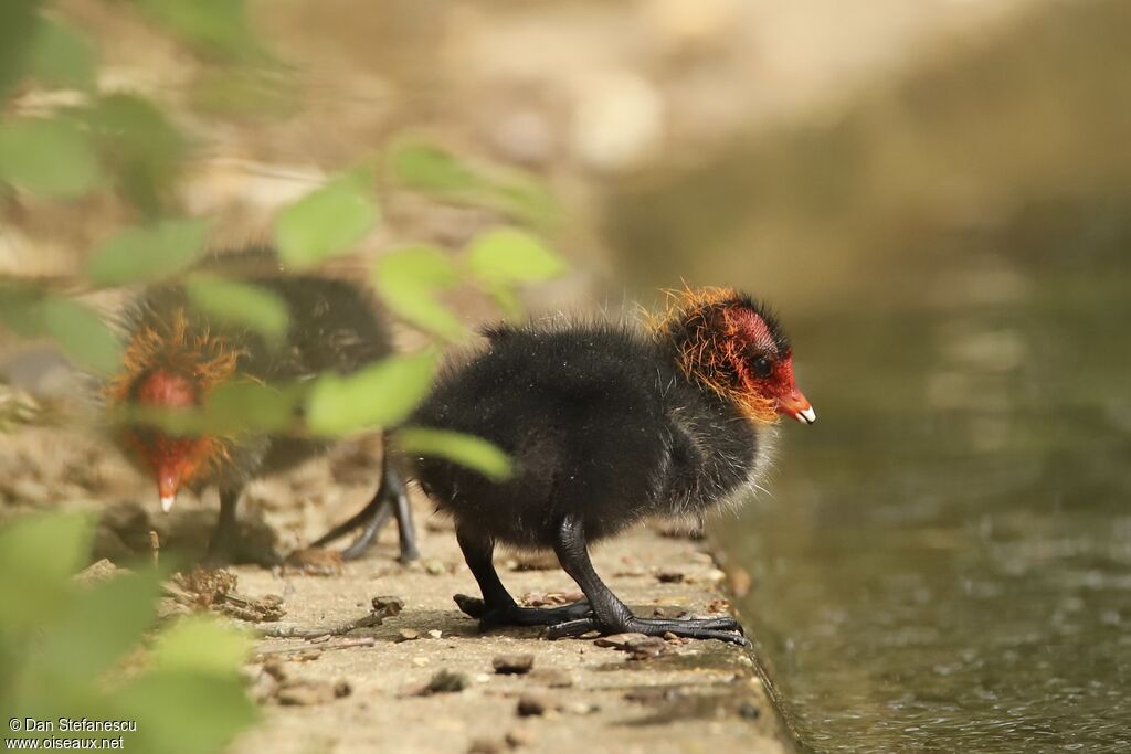 Foulque macroulePoussin