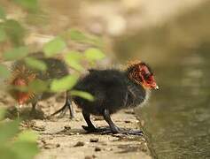 Eurasian Coot