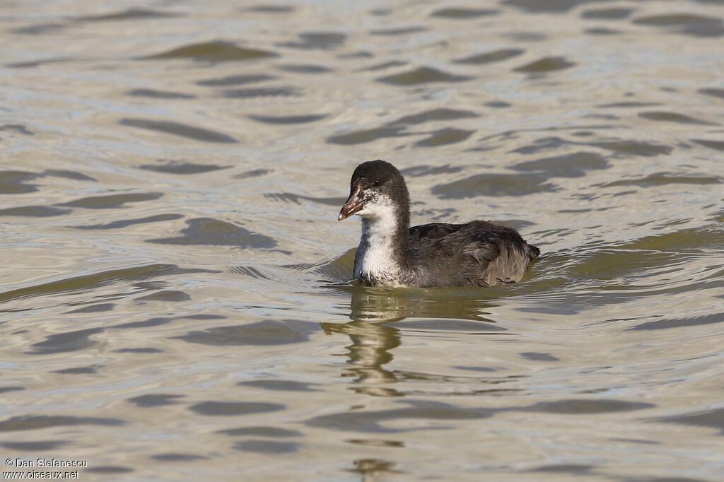 Eurasian Cootimmature, swimming