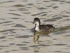 Eurasian Coot