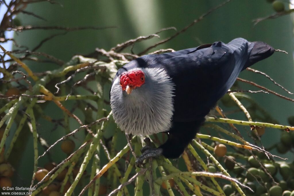 Seychelles Blue Pigeonadult