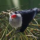 Founingo rougecap