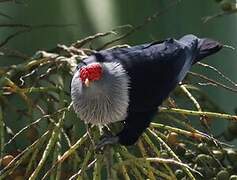 Seychelles Blue Pigeon