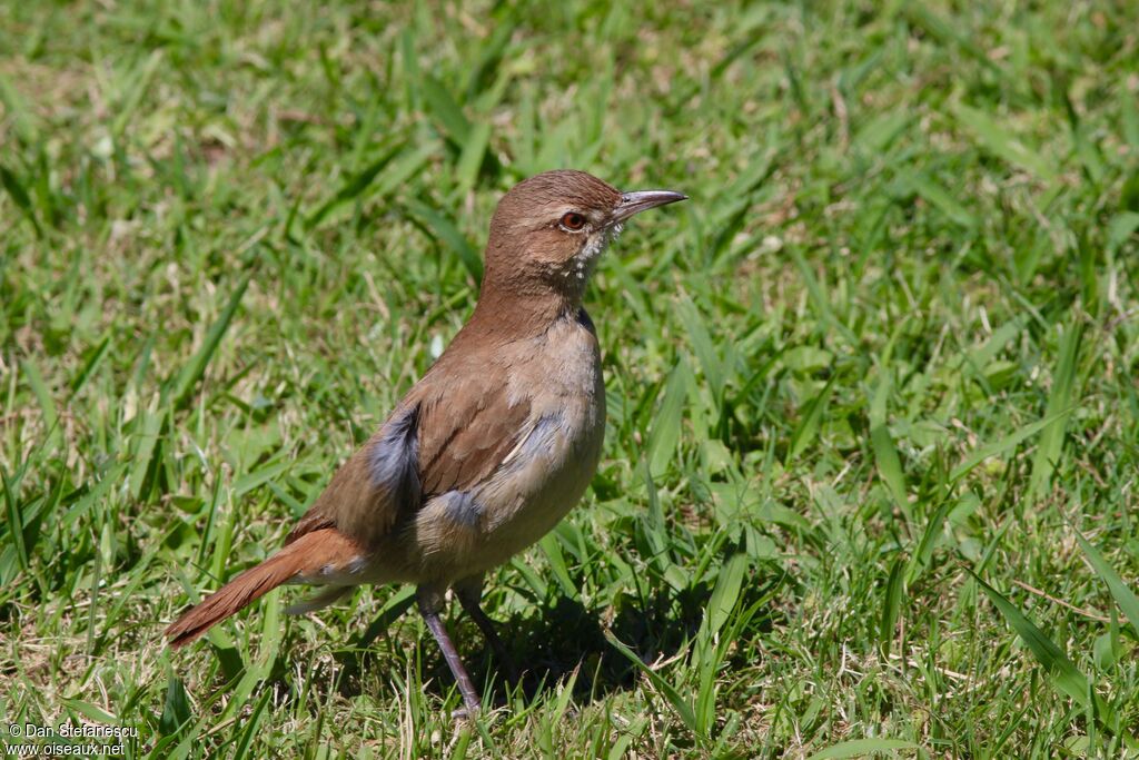 Rufous Horneroadult, walking