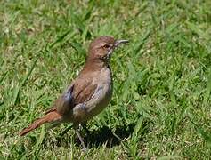 Rufous Hornero