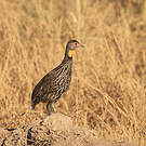 Francolin à cou jaune