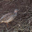 Francolin huppé
