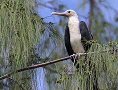 Great Frigatebird