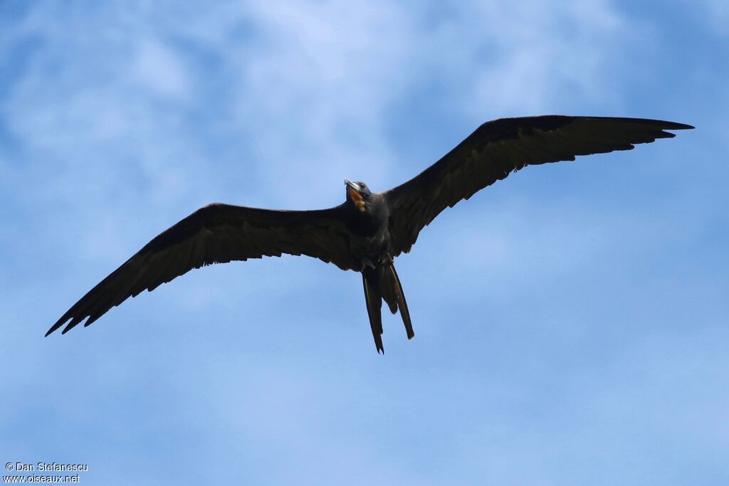 Great Frigatebird male adult, Flight