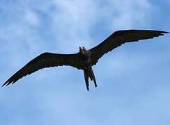 Great Frigatebird