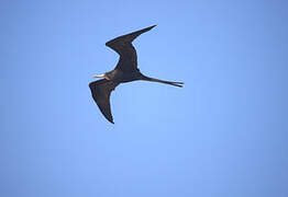 Magnificent Frigatebird