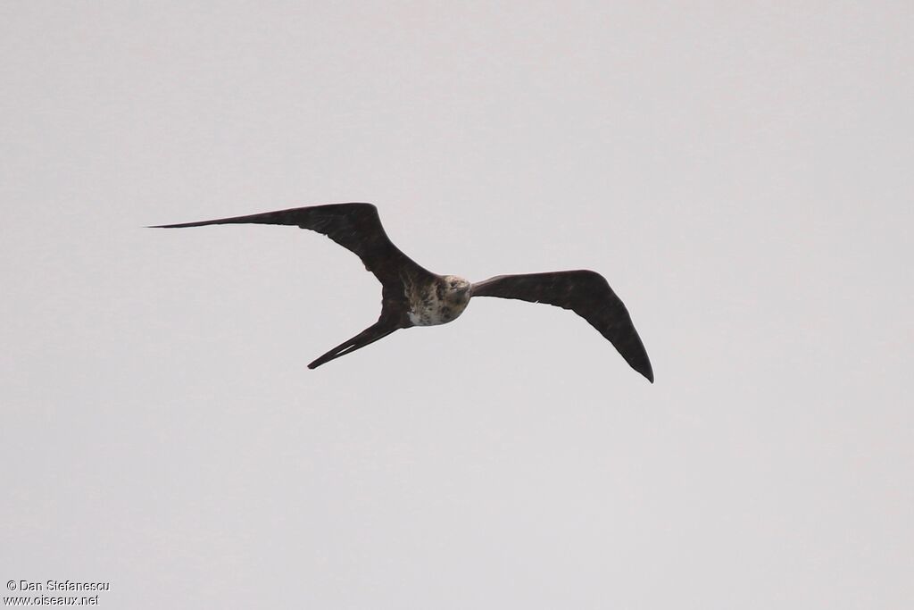 Magnificent Frigatebirdimmature, Flight