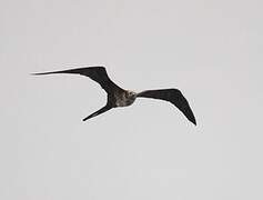 Magnificent Frigatebird