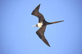 Magnificent Frigatebird
