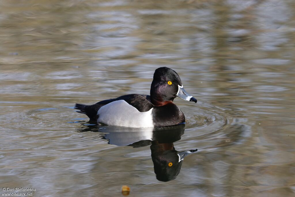 Ring-necked Duck male adult