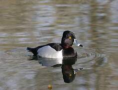 Ring-necked Duck