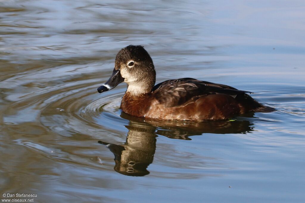 Ring-necked Duck female adult