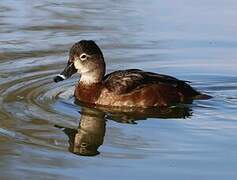 Ring-necked Duck