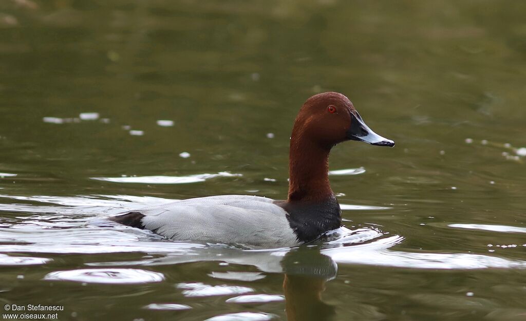 Common Pochard male adult, swimming