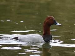 Common Pochard