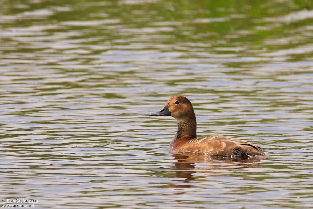 Common Pochard female adult