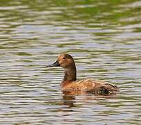 Common Pochard