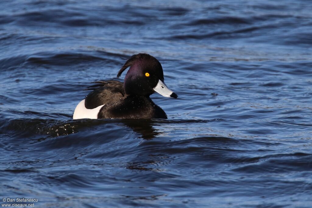 Tufted Duck male adult