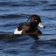 Tufted Duck