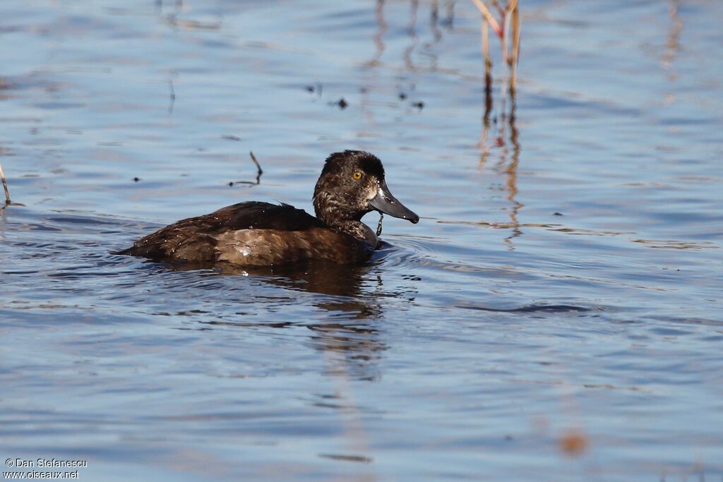 Tufted Duckjuvenile, swimming