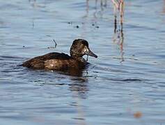 Tufted Duck