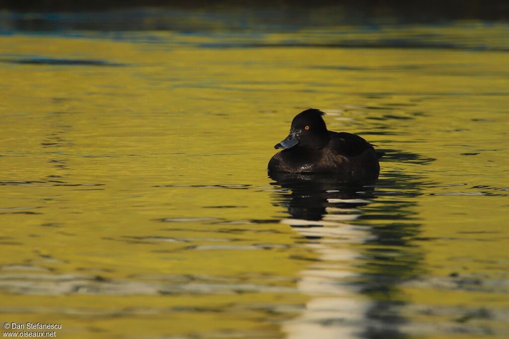 Tufted Duck female adult