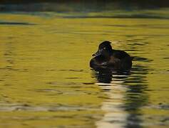 Tufted Duck